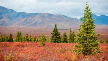 AUTORE: Luigi Dorigo - Ali e Radici Multivisioni AUTORE: Luigi Dorigo - Ali e Radici Multivisioni /