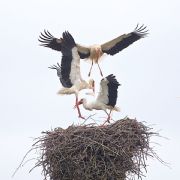 AUTORE: Roberto Bartoloni AUTORE: Roberto Bartoloni