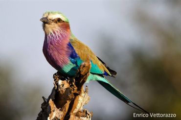 AUTORE: Enrico Vettorazzo AUTORE: Enrico Vettorazzo /