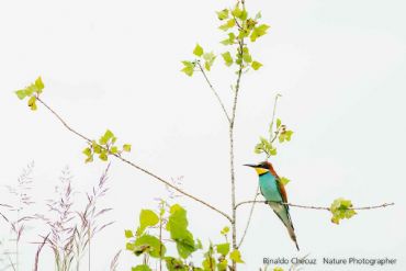 AUTORE: Rinaldo Checuz AUTORE: Rinaldo Checuz /