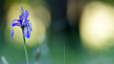 AUTORE: Luigi Dorigo AUTORE: Luigi Dorigo