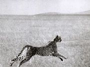 AUTORE: Luigi Dorigo - Ali e Radici Multivisioni AUTORE: Luigi Dorigo - Ali e Radici Multivisioni /