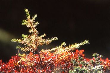 AUTORE: Valter Binotto AUTORE: Valter Binotto