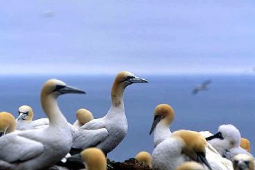 AUTORE: Luigi Dorigo - Ali e Radici Multivisioni AUTORE: Luigi Dorigo - Ali e Radici Multivisioni /