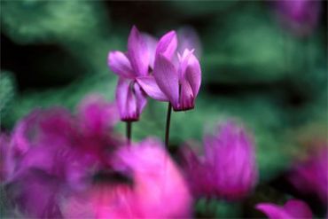 AUTORE: Carlo De Agnoi AUTORE: Carlo De Agnoi