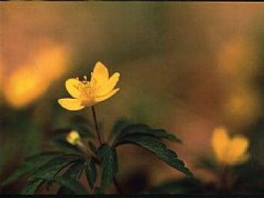 AUTORE: Valter Binotto AUTORE: Valter Binotto /