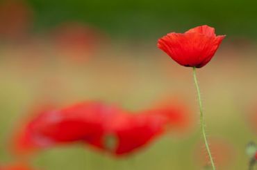 AUTORE: Luigi Dorigo - Ali e Radici Multivisioni AUTORE: Luigi Dorigo - Ali e Radici Multivisioni