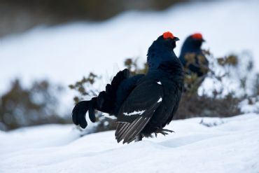 AUTORE: Roberto Valenti AUTORE: Roberto Valenti