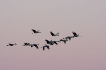 AUTORE: Luigi Dorigo - Ali e Radici Multivisioni AUTORE: Luigi Dorigo - Ali e Radici Multivisioni