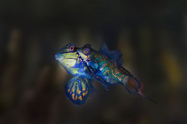 AUTORE: Andrea Pivari (VR) AUTORE: Andrea Pivari (VR)