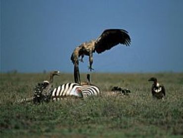 AUTORE: Carlo De Agnoi AUTORE: Carlo De Agnoi