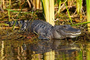 AUTORE: Luigi Dorigo - Ali e Radici Multivisioni AUTORE: Luigi Dorigo - Ali e Radici Multivisioni