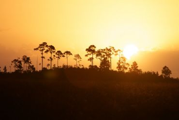 AUTORE: Luigi Dorigo - Ali e Radici Multivisioni AUTORE: Luigi Dorigo - Ali e Radici Multivisioni