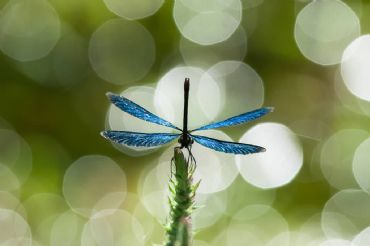 AUTORE: Giuseppe Fedato - Ali e Radici Multivisioni AUTORE: Giuseppe Fedato - Ali e Radici Multivisioni /