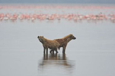 AUTORE: Luigi Dorigo - Ali e Radici Multivisioni AUTORE: Luigi Dorigo - Ali e Radici Multivisioni