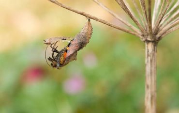 AUTORE: Valter Binotto AUTORE: Valter Binotto /