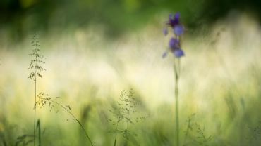 AUTORE: Luigi Dorigo - Ali e Radici Multivisioni AUTORE: Luigi Dorigo - Ali e Radici Multivisioni