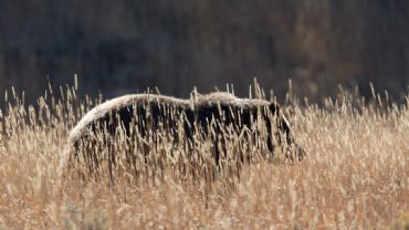 AUTORE: Luigi Dorigo - Ali e Radici Multivisioni AUTORE: Luigi Dorigo - Ali e Radici Multivisioni