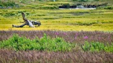 AUTORE: Luigi Dorigo - Ali e Radici Multivisioni AUTORE: Luigi Dorigo - Ali e Radici Multivisioni